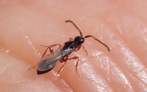 Réf. 309 831 : Belyta sp.